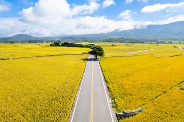 Tayvan, Taitung 'daki Chishang kasabasının hasat mevsiminde görüntüsü.