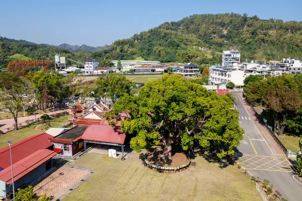 Nantou County, Tayvan 'daki Jiji Kasabası' nda büyük bir kafur ağacı bulundu.