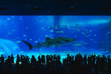 26 Haziran 2025: Okinawa Churaumi Akvaryumu 'nun ana akvaryumu, Japonya' nın Okinawa kentindeki Ocean Expo Park 'ta yer alan Kuroshio Denizi, akvaryumun açılmasıyla dünyanın en büyük akvaryumu haline geldi.