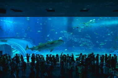 26 Haziran 2025: Okinawa Churaumi Akvaryumu 'nun ana akvaryumu, Japonya' nın Okinawa kentindeki Ocean Expo Park 'ta yer alan Kuroshio Denizi, akvaryumun açılmasıyla dünyanın en büyük akvaryumu haline geldi.