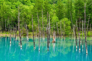 Biei Mavi Gölet Sahnesi, nam-ı diğer Aoiike, Hokkaido, Japonya