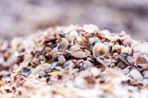 Beach Full Shells Ocean Side — Stock Photo, Image