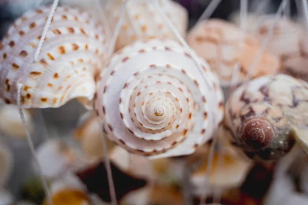 Handmade Souvenir Decorated Different Sea Shells — Stock Photo, Image