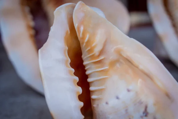 stock image Wall decorated with scallop shells in a row