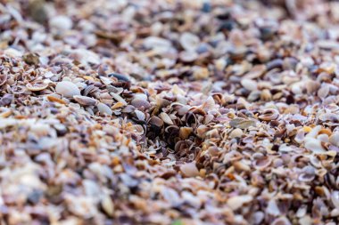 Deniz kabuklarıyla dolu bir kumsal..