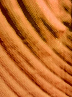 Yerdeki kuru sonbahar kahverengi yapraklarının dokusu..