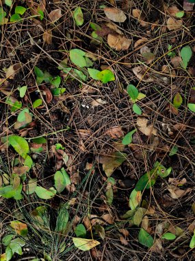 The texture of dry autumn brown leaves on the ground.