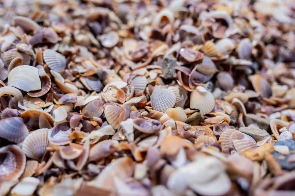 Beach Full Shells Ocean Side — Stock Photo, Image