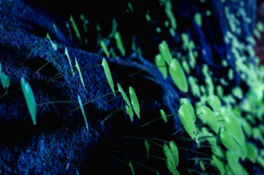 Girişin yanında büyük, karanlık bir mağara..