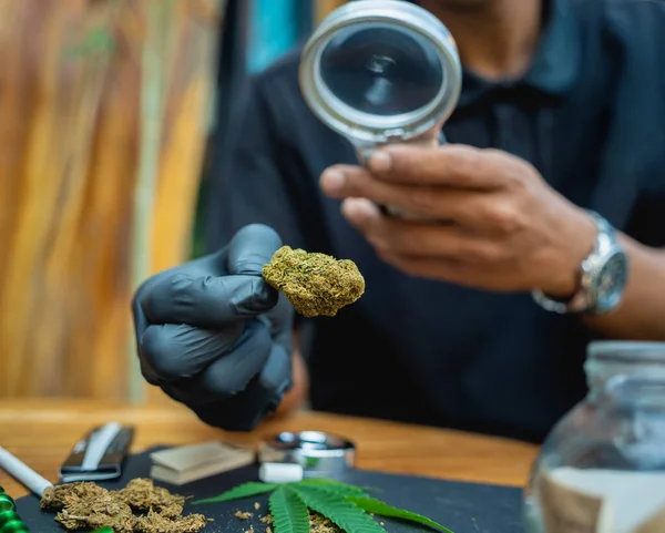 Genç Bir Adam Büyüteç Altında Tıbbi Marihuananın Eklemlerini Tomurcuklarını Inceliyor — Stok fotoğraf
