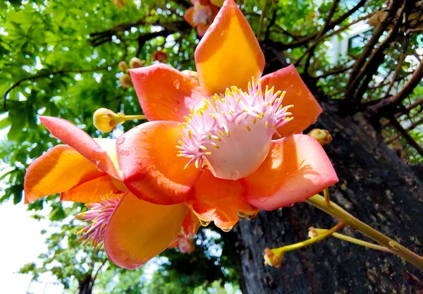 Квіти Кущі Літній Терасі Саду — стокове фото