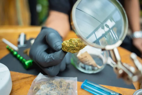 Joven Examina Bajo Una Lupa Las Articulaciones Los Brotes Marihuana — Foto de Stock