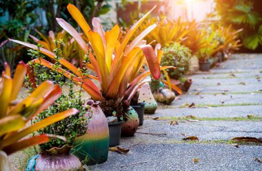 Tropikal bahçenin lüks peyzaj tasarımı.