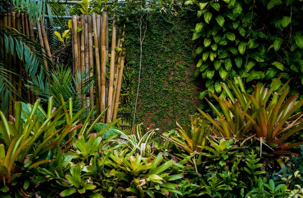 Diseño Paisajístico Lujo Del Jardín Tropical — Foto de Stock
