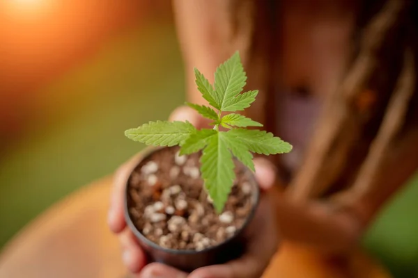 Mulher Estilo Hippie Crescendo Arbusto Maconha Medicinal — Fotografia de Stock