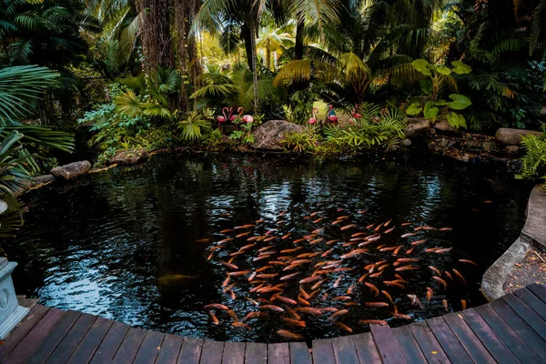 Park Lake Small Red Fishes — Fotografia de Stock