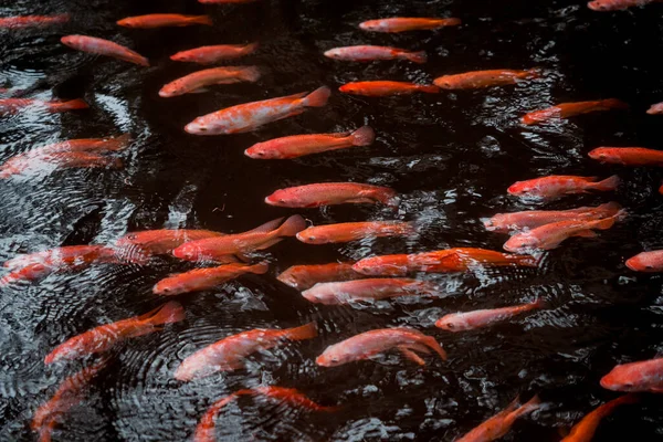 Парк Озером Маленькими Красными Рыбами — стоковое фото