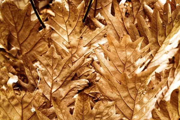 Colorful Image Autumn Leaves Park — Stock Photo, Image