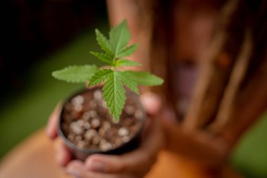 Tıbbi marihuana yetiştiren hippi tarzı kadın..