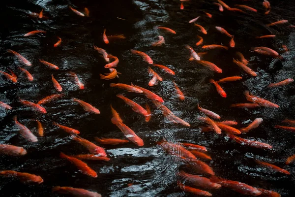 Парк Озером Маленькими Красными Рыбами — стоковое фото