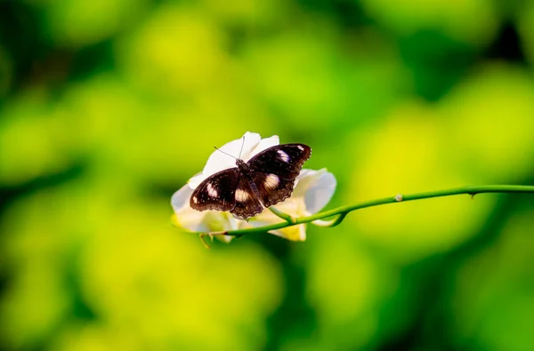 Immagine Una Farfalla Sul Fiore Con Sfondo Sfocato — Foto Stock