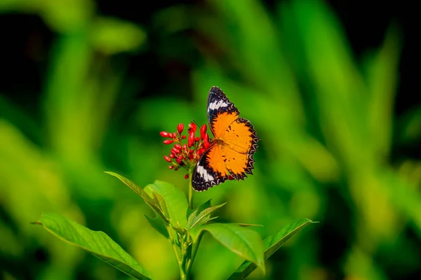 Изображение Бабочки Цветке Размытым Фоном — стоковое фото