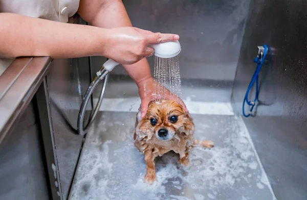 Pfleger Wäscht Pommerschen Hund Bad Des Pflegesalons — Stockfoto