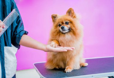 Groomer kuaförde Pomeranya köpeği kesiyor.