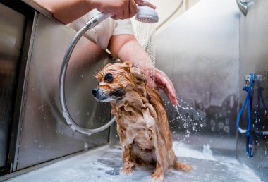 Bakımcı kuaförde Pomeranya köpeği yıkıyor..