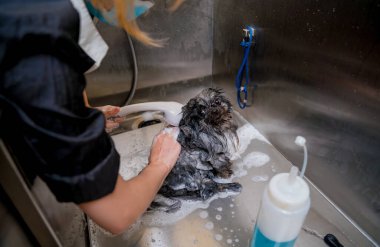 Bakımcı kuaförde Pomeranya köpeği yıkıyor..