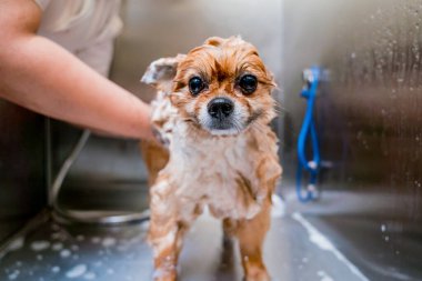 Bakımcı kuaförde Pomeranya köpeği yıkıyor..