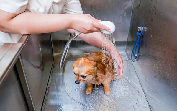 Peluquero Lavando Perro Pomerania Baño Salón Aseo — Foto de Stock