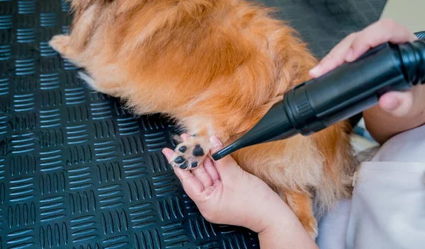 Bakımcı kuaförde yıkandıktan sonra Pomeranya köpeğini kurutur..