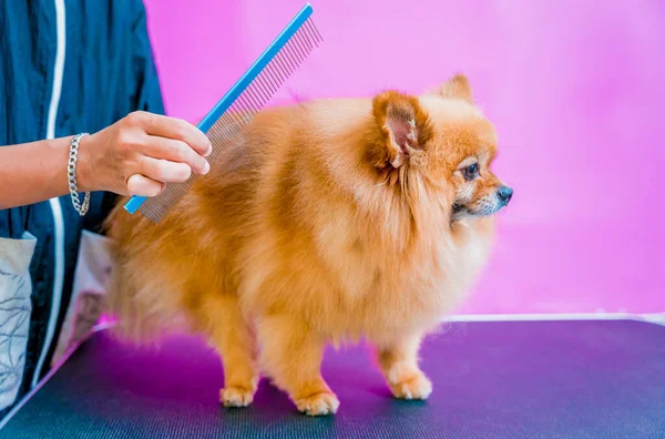Groomer Schneidet Pommerschen Hund Pflegesalon — Stockfoto