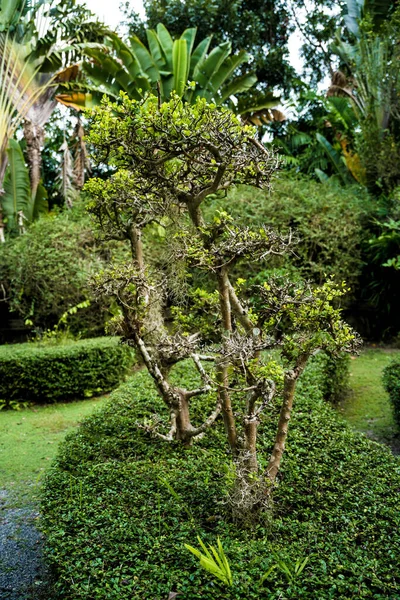 Diseño Paisajístico Lujo Del Jardín Tropical — Foto de Stock