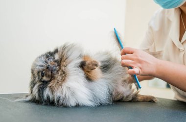 Koruyucu maskeli bir tımarcı kuaförde Pomeranya köpeği kesiyor.