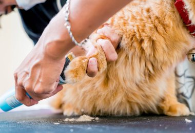 Groomer kuaförde güzel kırmızı bir kedi kesiyor.