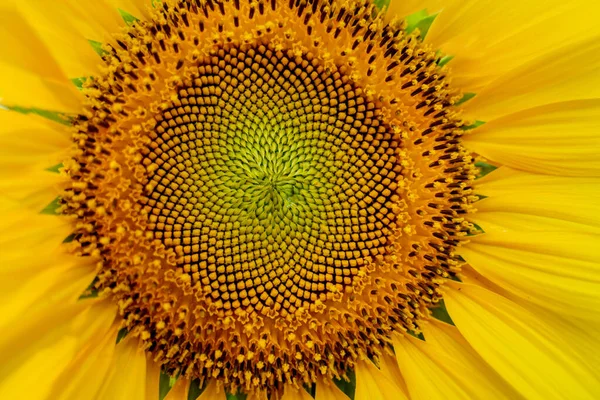 Прекрасний Соняшник Літньому Полі Світлим Небом — стокове фото