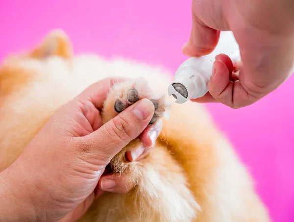 Groomer Polishing Claws Pomeranian Dog Grooming Salon — Stock Photo, Image