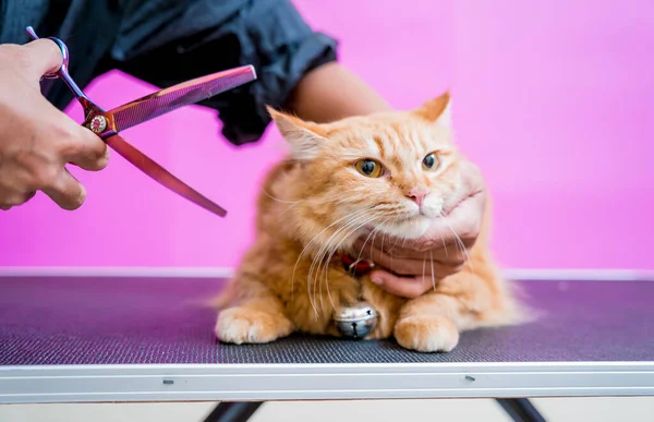 新郎在美容院切一只漂亮的红猫 — 图库照片