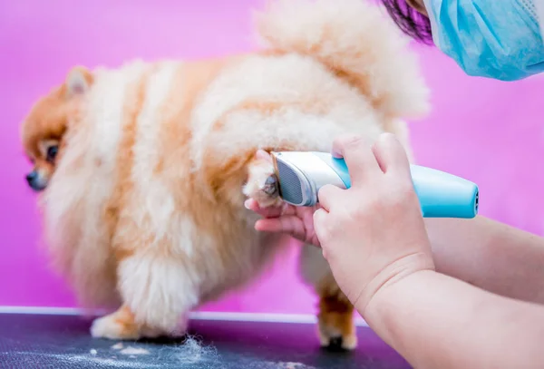 Groomer Protective Face Masks Cutting Pomeranian Dog Grooming Salon — Stock Photo, Image