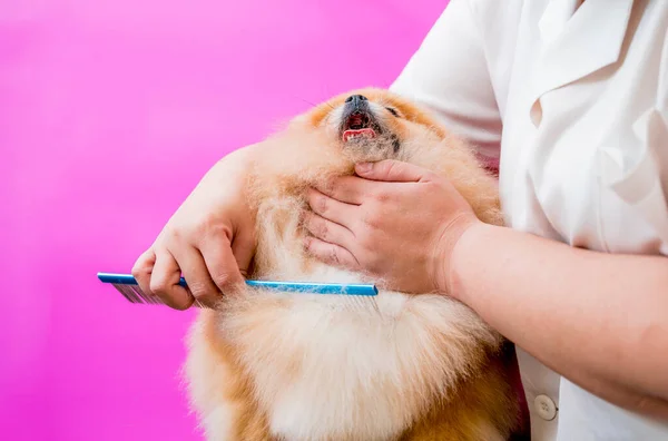 Groomer Ochrannými Obličejovými Maskami Řezání Pomeranian Pes Kadeřnictví — Stock fotografie