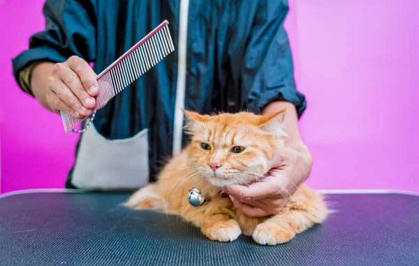 Peluquero Cortando Hermoso Gato Rojo Salón Aseo —  Fotos de Stock