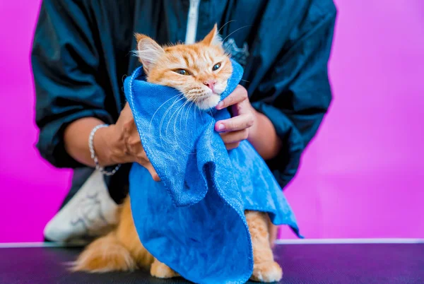 美容师在美容美发沙龙洗完后 擦拭了一只漂亮的红猫 — 图库照片