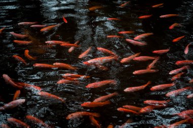 A park with a lake and small red fishes