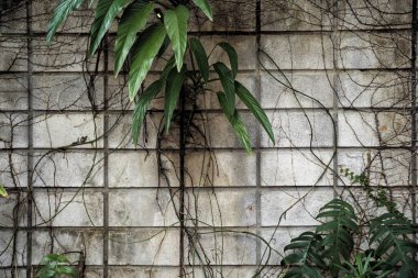 Background and texture of ancient stone wall.