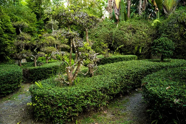 Роскошный Ландшафтный Дизайн Тропического Сада — стоковое фото