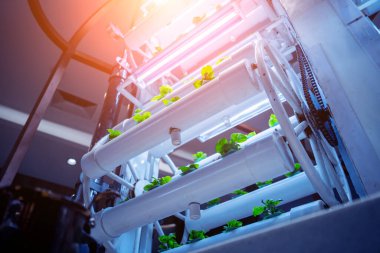 Hidrofonik dikey çiftliklerde, lambaların altındaki kaplarda genç mikroyeşillikler olan raflar.