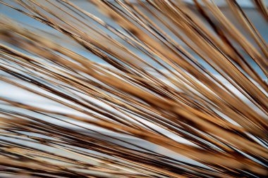 Yerdeki kuru palmiye yapraklarının dokusu.