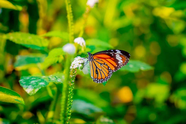 Bild Eines Schmetterlings Auf Der Blume Mit Verschwommenem Hintergrund — Stockfoto